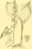 An illustration from Flore pittoresque de la France : anatomie, physiologie, classification, description des plantes indigènes et cultivées au point de vue de l'agriculture, de l'horticulture et de la sylviculture / publiée sous la direction de J. Rothschild. (1885)