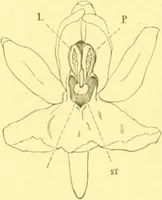 Picture 495 of 757 from Flore pittoresque de la France : anatomie, physiologie, classification, description des plantes indigènes et cultivées au point de vue de l'agriculture, de l'horticulture et de la sylviculture / publiée sous la direction de J. Rothschild. (1885), leaf 413
