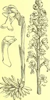 An illustration from Flore pittoresque de la France : anatomie, physiologie, classification, description des plantes indigènes et cultivées au point de vue de l'agriculture, de l'horticulture et de la sylviculture / publiée sous la direction de J. Rothschild. (1885)