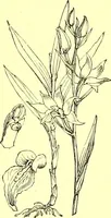 Picture 497 of 757 from Flore pittoresque de la France : anatomie, physiologie, classification, description des plantes indigènes et cultivées au point de vue de l'agriculture, de l'horticulture et de la sylviculture / publiée sous la direction de J. Rothschild. (1885), leaf 414