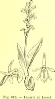 Picture 498 of 757 from Flore pittoresque de la France : anatomie, physiologie, classification, description des plantes indigènes et cultivées au point de vue de l'agriculture, de l'horticulture et de la sylviculture / publiée sous la direction de J. Rothschild. (1885), leaf 414