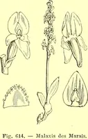 Picture 499 of 757 from Flore pittoresque de la France : anatomie, physiologie, classification, description des plantes indigènes et cultivées au point de vue de l'agriculture, de l'horticulture et de la sylviculture / publiée sous la direction de J. Rothschild. (1885), leaf 414