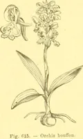 Picture 500 of 757 from Flore pittoresque de la France : anatomie, physiologie, classification, description des plantes indigènes et cultivées au point de vue de l'agriculture, de l'horticulture et de la sylviculture / publiée sous la direction de J. Rothschild. (1885), leaf 415