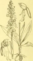 Picture 501 of 757 from Flore pittoresque de la France : anatomie, physiologie, classification, description des plantes indigènes et cultivées au point de vue de l'agriculture, de l'horticulture et de la sylviculture / publiée sous la direction de J. Rothschild. (1885), leaf 415