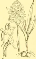 An illustration from Flore pittoresque de la France : anatomie, physiologie, classification, description des plantes indigènes et cultivées au point de vue de l'agriculture, de l'horticulture et de la sylviculture / publiée sous la direction de J. Rothschild. (1885)