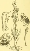 Picture 503 of 757 from Flore pittoresque de la France : anatomie, physiologie, classification, description des plantes indigènes et cultivées au point de vue de l'agriculture, de l'horticulture et de la sylviculture / publiée sous la direction de J. Rothschild. (1885), leaf 415