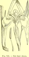 Picture 506 of 757 from Flore pittoresque de la France : anatomie, physiologie, classification, description des plantes indigènes et cultivées au point de vue de l'agriculture, de l'horticulture et de la sylviculture / publiée sous la direction de J. Rothschild. (1885), leaf 418