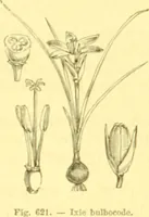 Picture 507 of 757 from Flore pittoresque de la France : anatomie, physiologie, classification, description des plantes indigènes et cultivées au point de vue de l'agriculture, de l'horticulture et de la sylviculture / publiée sous la direction de J. Rothschild. (1885), leaf 419
