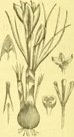 An illustration from Flore pittoresque de la France : anatomie, physiologie, classification, description des plantes indigènes et cultivées au point de vue de l'agriculture, de l'horticulture et de la sylviculture / publiée sous la direction de J. Rothschild. (1885)