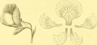 Picture 41 of 757 from Flore pittoresque de la France : anatomie, physiologie, classification, description des plantes indigènes et cultivées au point de vue de l'agriculture, de l'horticulture et de la sylviculture / publiée sous la direction de J. Rothschild. (1885), leaf 42