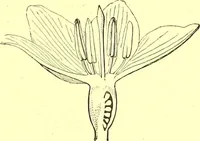 An illustration from Flore pittoresque de la France : anatomie, physiologie, classification, description des plantes indigènes et cultivées au point de vue de l'agriculture, de l'horticulture et de la sylviculture / publiée sous la direction de J. Rothschild. (1885)