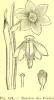 Picture 510 of 757 from Flore pittoresque de la France : anatomie, physiologie, classification, description des plantes indigènes et cultivées au point de vue de l'agriculture, de l'horticulture et de la sylviculture / publiée sous la direction de J. Rothschild. (1885), leaf 420