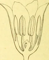 An illustration from Flore pittoresque de la France : anatomie, physiologie, classification, description des plantes indigènes et cultivées au point de vue de l'agriculture, de l'horticulture et de la sylviculture / publiée sous la direction de J. Rothschild. (1885)