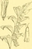 An illustration from Flore pittoresque de la France : anatomie, physiologie, classification, description des plantes indigènes et cultivées au point de vue de l'agriculture, de l'horticulture et de la sylviculture / publiée sous la direction de J. Rothschild. (1885)