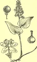 Picture 514 of 757 from Flore pittoresque de la France : anatomie, physiologie, classification, description des plantes indigènes et cultivées au point de vue de l'agriculture, de l'horticulture et de la sylviculture / publiée sous la direction de J. Rothschild. (1885), leaf 424
