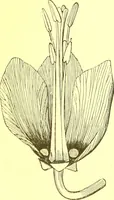 An illustration from Flore pittoresque de la France : anatomie, physiologie, classification, description des plantes indigènes et cultivées au point de vue de l'agriculture, de l'horticulture et de la sylviculture / publiée sous la direction de J. Rothschild. (1885)