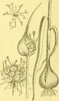 An illustration from Flore pittoresque de la France : anatomie, physiologie, classification, description des plantes indigènes et cultivées au point de vue de l'agriculture, de l'horticulture et de la sylviculture / publiée sous la direction de J. Rothschild. (1885)