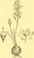 Picture 517 of 757 from Flore pittoresque de la France : anatomie, physiologie, classification, description des plantes indigènes et cultivées au point de vue de l'agriculture, de l'horticulture et de la sylviculture / publiée sous la direction de J. Rothschild. (1885), leaf 425