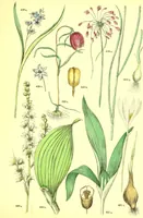 Picture 518 of 757 from Flore pittoresque de la France : anatomie, physiologie, classification, description des plantes indigènes et cultivées au point de vue de l'agriculture, de l'horticulture et de la sylviculture / publiée sous la direction de J. Rothschild. (1885), leaf 426