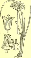 Picture 519 of 757 from Flore pittoresque de la France : anatomie, physiologie, classification, description des plantes indigènes et cultivées au point de vue de l'agriculture, de l'horticulture et de la sylviculture / publiée sous la direction de J. Rothschild. (1885), leaf 428