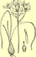 Picture 520 of 757 from Flore pittoresque de la France : anatomie, physiologie, classification, description des plantes indigènes et cultivées au point de vue de l'agriculture, de l'horticulture et de la sylviculture / publiée sous la direction de J. Rothschild. (1885), leaf 428