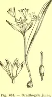 Picture 521 of 757 from Flore pittoresque de la France : anatomie, physiologie, classification, description des plantes indigènes et cultivées au point de vue de l'agriculture, de l'horticulture et de la sylviculture / publiée sous la direction de J. Rothschild. (1885), leaf 428