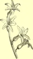An illustration from Flore pittoresque de la France : anatomie, physiologie, classification, description des plantes indigènes et cultivées au point de vue de l'agriculture, de l'horticulture et de la sylviculture / publiée sous la direction de J. Rothschild. (1885)