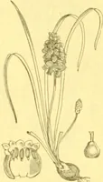 Picture 523 of 757 from Flore pittoresque de la France : anatomie, physiologie, classification, description des plantes indigènes et cultivées au point de vue de l'agriculture, de l'horticulture et de la sylviculture / publiée sous la direction de J. Rothschild. (1885), leaf 429