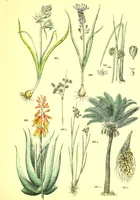 An illustration from Flore pittoresque de la France : anatomie, physiologie, classification, description des plantes indigènes et cultivées au point de vue de l'agriculture, de l'horticulture et de la sylviculture / publiée sous la direction de J. Rothschild. (1885)