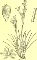 Picture 526 of 757 from Flore pittoresque de la France : anatomie, physiologie, classification, description des plantes indigènes et cultivées au point de vue de l'agriculture, de l'horticulture et de la sylviculture / publiée sous la direction de J. Rothschild. (1885), leaf 432