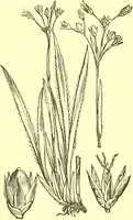 An illustration from Flore pittoresque de la France : anatomie, physiologie, classification, description des plantes indigènes et cultivées au point de vue de l'agriculture, de l'horticulture et de la sylviculture / publiée sous la direction de J. Rothschild. (1885)