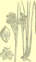 Picture 528 of 757 from Flore pittoresque de la France : anatomie, physiologie, classification, description des plantes indigènes et cultivées au point de vue de l'agriculture, de l'horticulture et de la sylviculture / publiée sous la direction de J. Rothschild. (1885), leaf 432