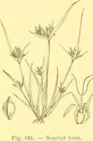Picture 529 of 757 from Flore pittoresque de la France : anatomie, physiologie, classification, description des plantes indigènes et cultivées au point de vue de l'agriculture, de l'horticulture et de la sylviculture / publiée sous la direction de J. Rothschild. (1885), leaf 433