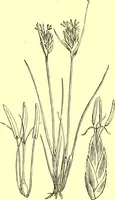 Picture 530 of 757 from Flore pittoresque de la France : anatomie, physiologie, classification, description des plantes indigènes et cultivées au point de vue de l'agriculture, de l'horticulture et de la sylviculture / publiée sous la direction de J. Rothschild. (1885), leaf 434