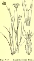 Picture 531 of 757 from Flore pittoresque de la France : anatomie, physiologie, classification, description des plantes indigènes et cultivées au point de vue de l'agriculture, de l'horticulture et de la sylviculture / publiée sous la direction de J. Rothschild. (1885), leaf 434