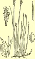 Picture 532 of 757 from Flore pittoresque de la France : anatomie, physiologie, classification, description des plantes indigènes et cultivées au point de vue de l'agriculture, de l'horticulture et de la sylviculture / publiée sous la direction de J. Rothschild. (1885), leaf 434