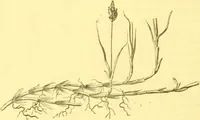 An illustration from Flore pittoresque de la France : anatomie, physiologie, classification, description des plantes indigènes et cultivées au point de vue de l'agriculture, de l'horticulture et de la sylviculture / publiée sous la direction de J. Rothschild. (1885)