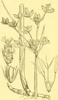 Picture 534 of 757 from Flore pittoresque de la France : anatomie, physiologie, classification, description des plantes indigènes et cultivées au point de vue de l'agriculture, de l'horticulture et de la sylviculture / publiée sous la direction de J. Rothschild. (1885), leaf 435