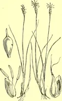 An illustration from Flore pittoresque de la France : anatomie, physiologie, classification, description des plantes indigènes et cultivées au point de vue de l'agriculture, de l'horticulture et de la sylviculture / publiée sous la direction de J. Rothschild. (1885)