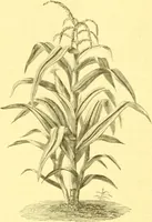 An illustration from Flore pittoresque de la France : anatomie, physiologie, classification, description des plantes indigènes et cultivées au point de vue de l'agriculture, de l'horticulture et de la sylviculture / publiée sous la direction de J. Rothschild. (1885)