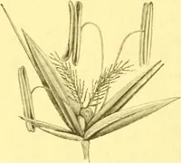Picture 43 of 757 from Flore pittoresque de la France : anatomie, physiologie, classification, description des plantes indigènes et cultivées au point de vue de l'agriculture, de l'horticulture et de la sylviculture / publiée sous la direction de J. Rothschild. (1885), leaf 44