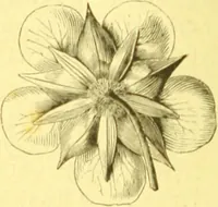 An illustration from Flore pittoresque de la France : anatomie, physiologie, classification, description des plantes indigènes et cultivées au point de vue de l'agriculture, de l'horticulture et de la sylviculture / publiée sous la direction de J. Rothschild. (1885)