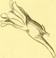 An illustration from Flore pittoresque de la France : anatomie, physiologie, classification, description des plantes indigènes et cultivées au point de vue de l'agriculture, de l'horticulture et de la sylviculture / publiée sous la direction de J. Rothschild. (1885)