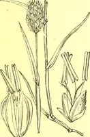 Picture 539 of 757 from Flore pittoresque de la France : anatomie, physiologie, classification, description des plantes indigènes et cultivées au point de vue de l'agriculture, de l'horticulture et de la sylviculture / publiée sous la direction de J. Rothschild. (1885), leaf 442