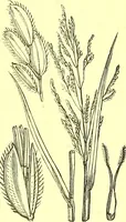 Picture 540 of 757 from Flore pittoresque de la France : anatomie, physiologie, classification, description des plantes indigènes et cultivées au point de vue de l'agriculture, de l'horticulture et de la sylviculture / publiée sous la direction de J. Rothschild. (1885), leaf 442