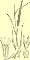Picture 541 of 757 from Flore pittoresque de la France : anatomie, physiologie, classification, description des plantes indigènes et cultivées au point de vue de l'agriculture, de l'horticulture et de la sylviculture / publiée sous la direction de J. Rothschild. (1885), leaf 442