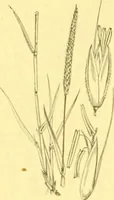 An illustration from Flore pittoresque de la France : anatomie, physiologie, classification, description des plantes indigènes et cultivées au point de vue de l'agriculture, de l'horticulture et de la sylviculture / publiée sous la direction de J. Rothschild. (1885)
