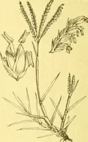 An illustration from Flore pittoresque de la France : anatomie, physiologie, classification, description des plantes indigènes et cultivées au point de vue de l'agriculture, de l'horticulture et de la sylviculture / publiée sous la direction de J. Rothschild. (1885)