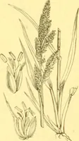 Picture 544 of 757 from Flore pittoresque de la France : anatomie, physiologie, classification, description des plantes indigènes et cultivées au point de vue de l'agriculture, de l'horticulture et de la sylviculture / publiée sous la direction de J. Rothschild. (1885), leaf 443