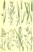 Picture 545 of 757 from Flore pittoresque de la France : anatomie, physiologie, classification, description des plantes indigènes et cultivées au point de vue de l'agriculture, de l'horticulture et de la sylviculture / publiée sous la direction de J. Rothschild. (1885), leaf 444